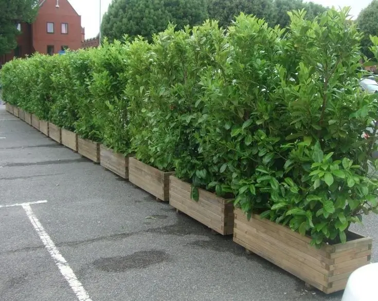 Green Privacy Wall Using Planter Boxes