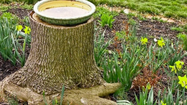tree stump ideas