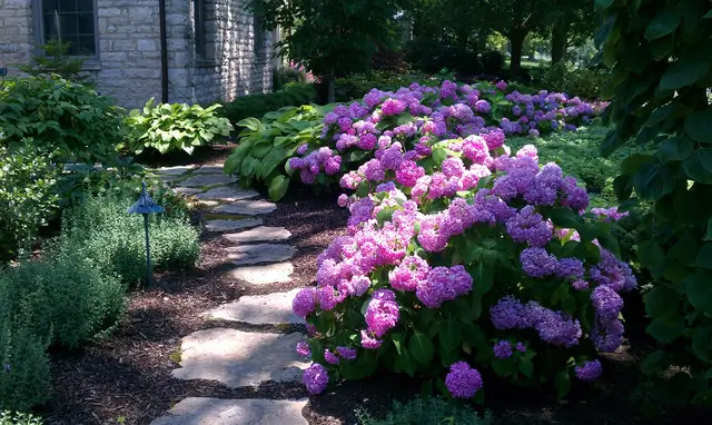 Front yard garden ideas with hydrangeas 