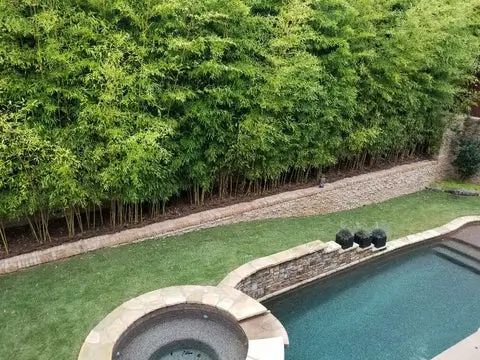 pool privacy fence ideas 