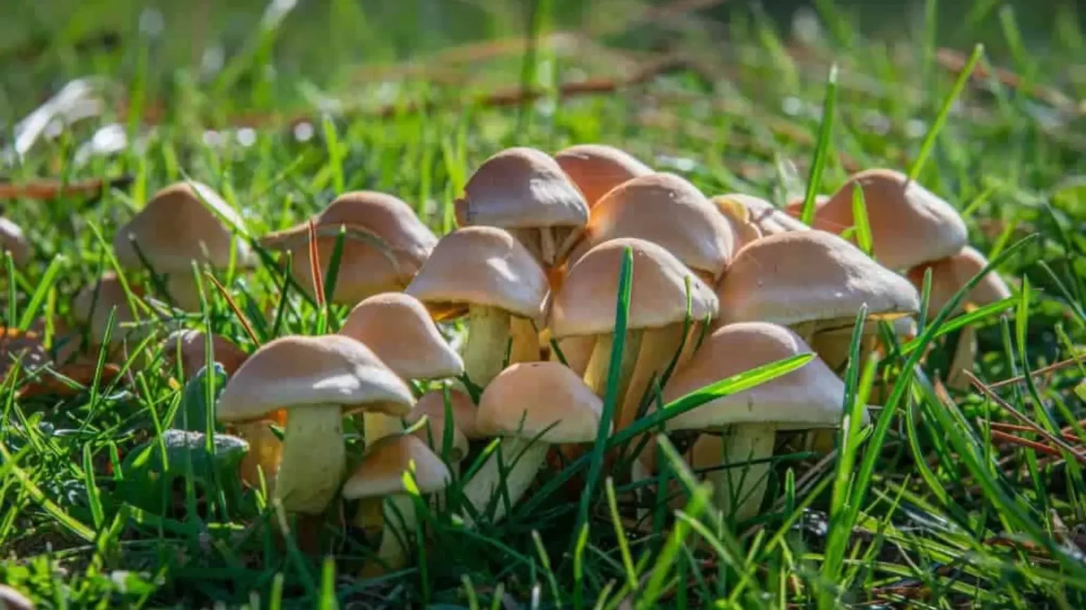 how to kill mushrooms in yard