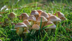 how to kill mushrooms in yard