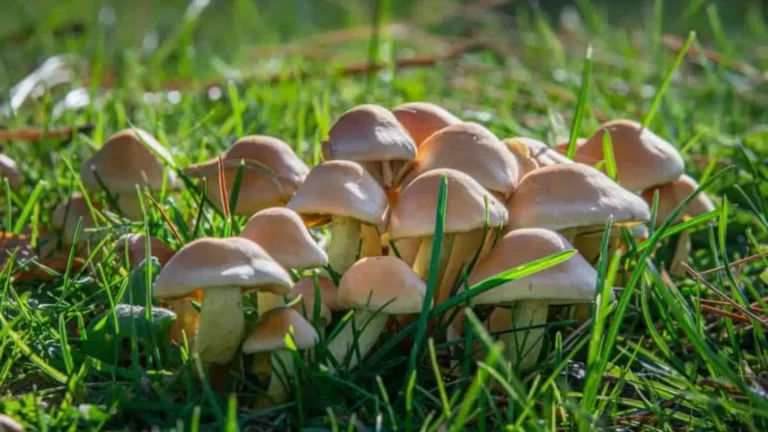 how to kill mushrooms in yard