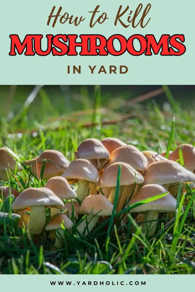 how to kill mushrooms in yard