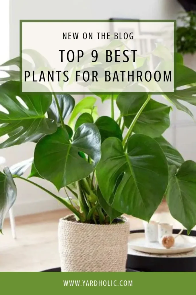 Best plants for bathroom