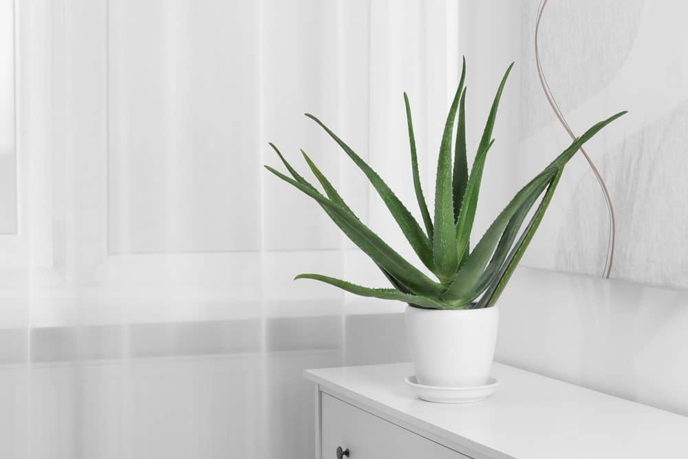 Best plants for bathroom