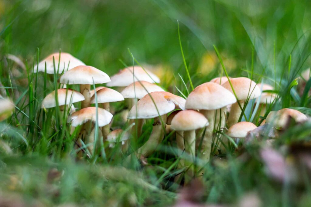 how to kill mushrooms in yard