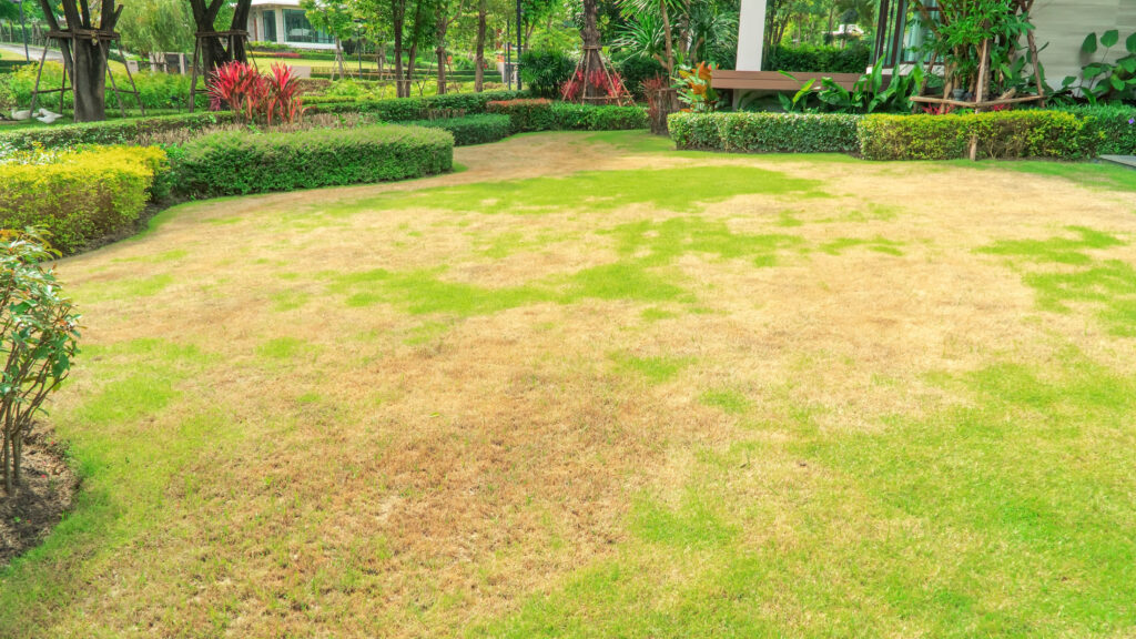 how often should you fertilize your lawn