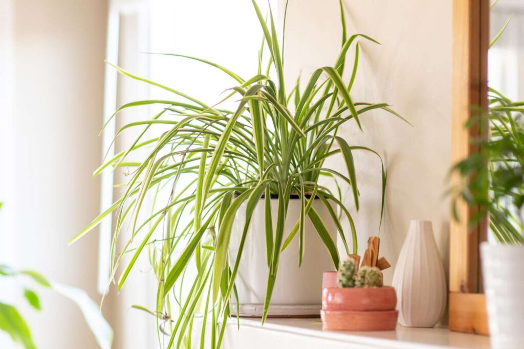 best plants for bathroom