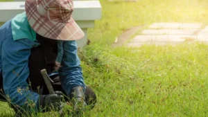 how to get rid of grass burrs in lawn