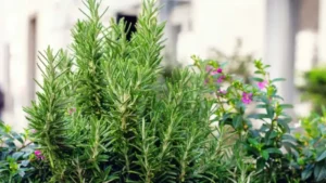 plants that keep bugs away indoors