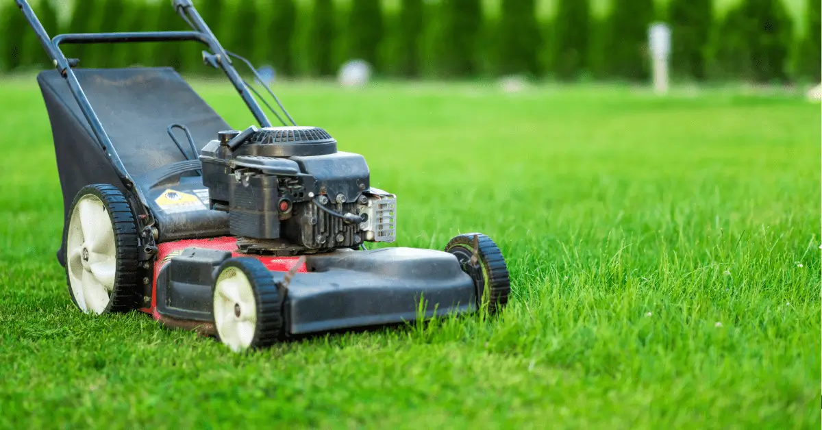 how to get rid of grass burrs in lawn