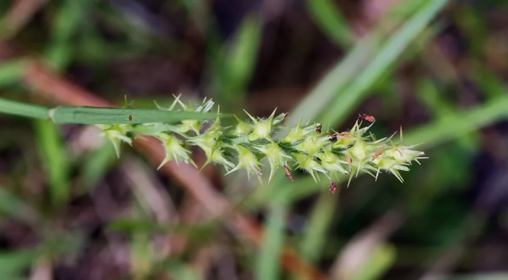 how to get rid of grass burrs in lawn