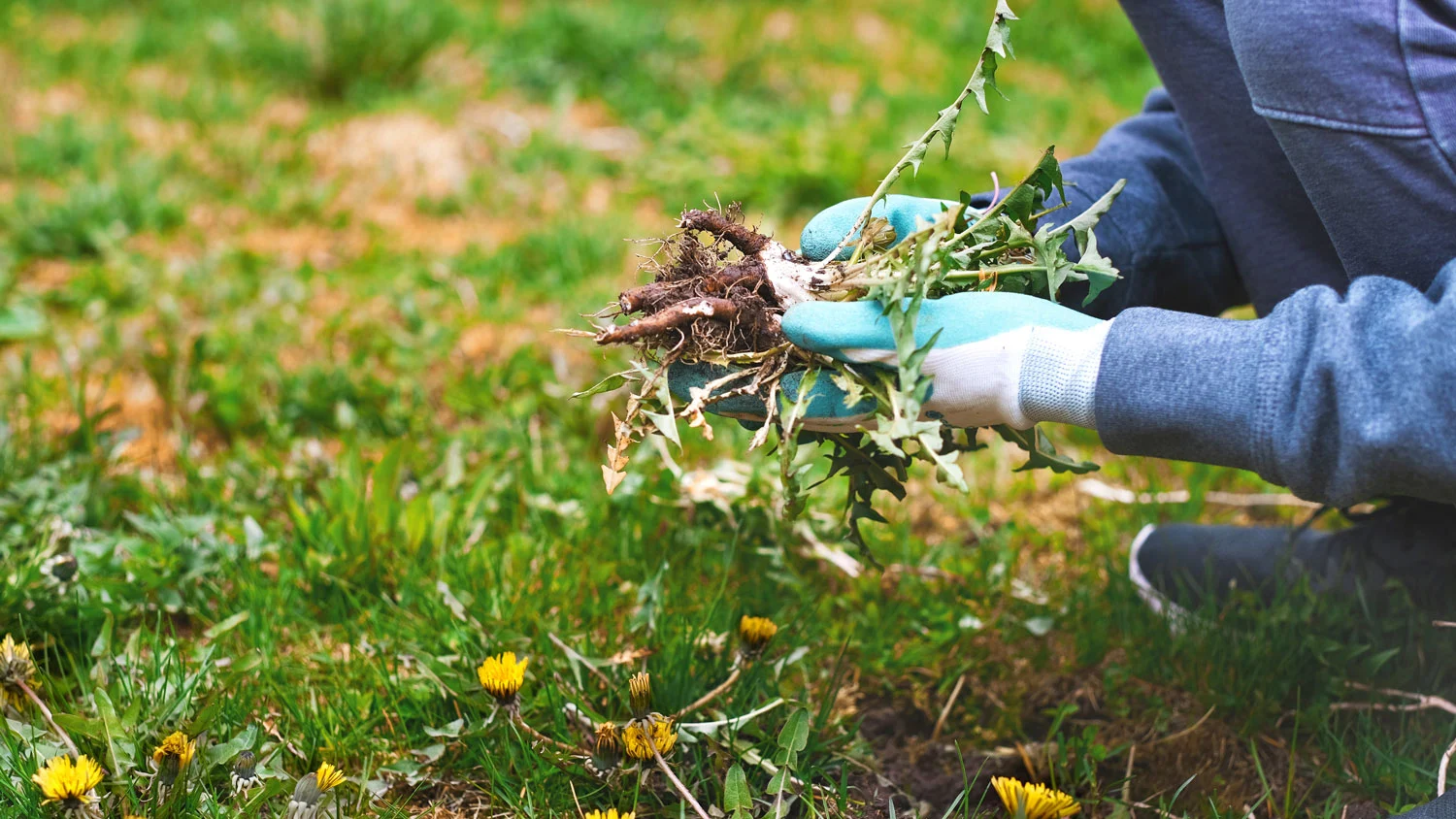 how to get rid of grass burrs in lawn